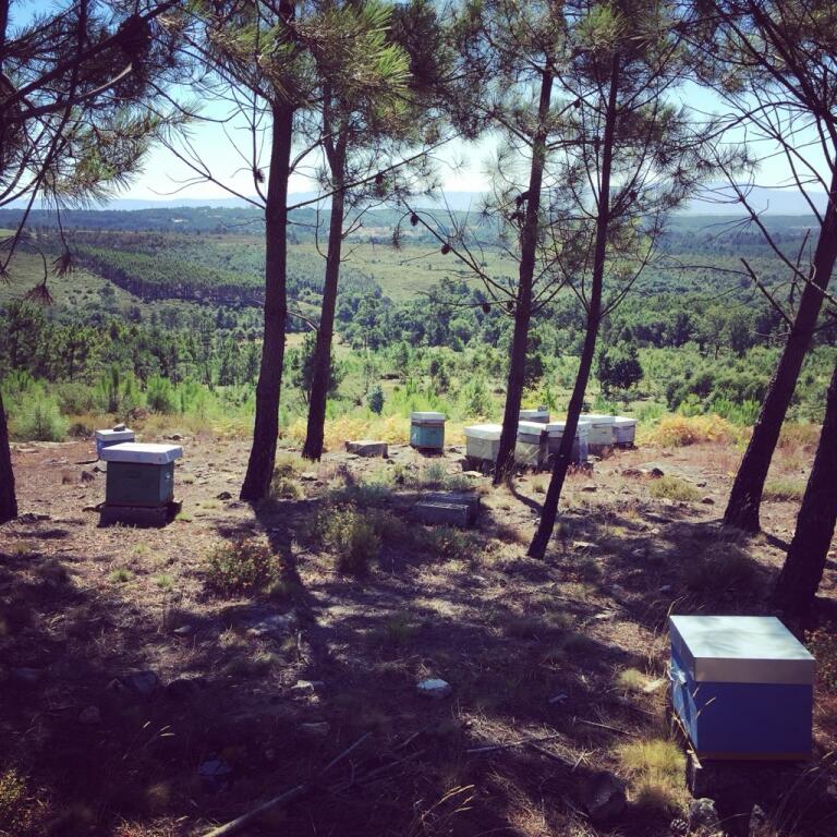 Miellerie de Surimeau : nos miels du Portugal